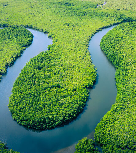 River flowing between the forest